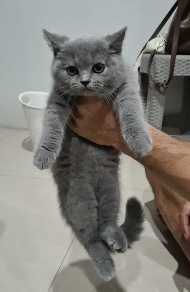 BSH Bluesolid Kitten 3 Bulan