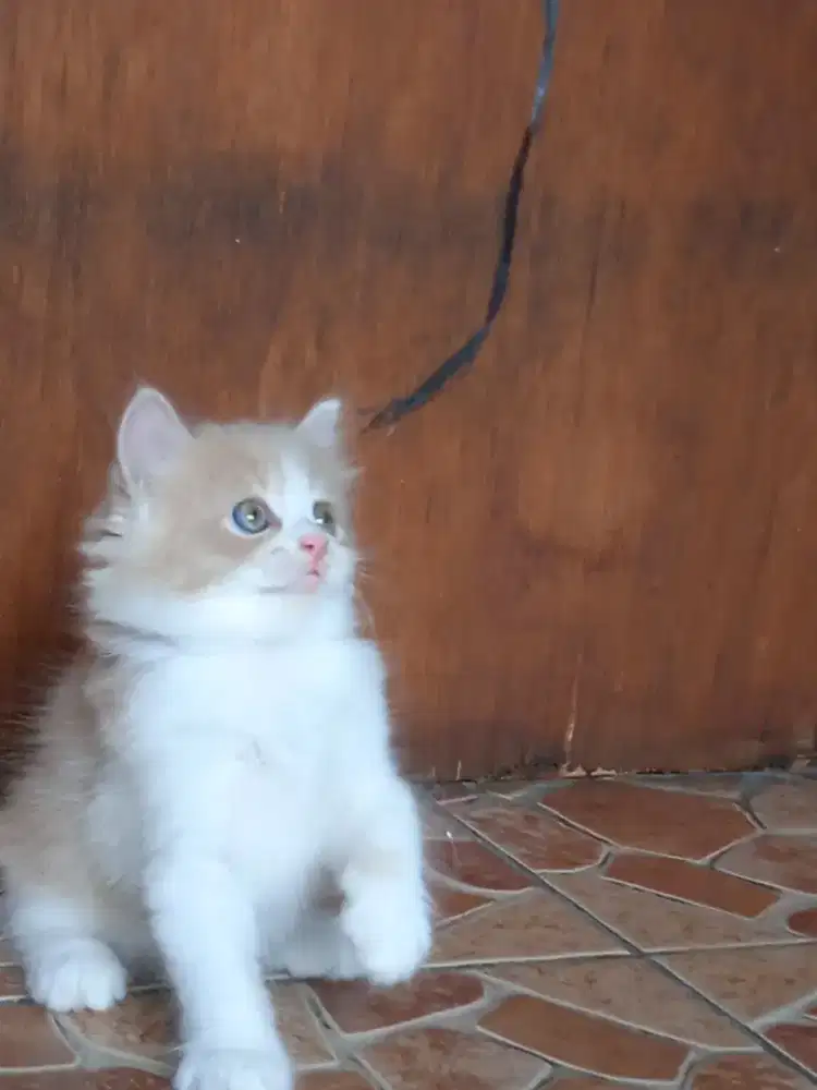 Siap lepas adopt kitten persia jantan, betina u 2bulan