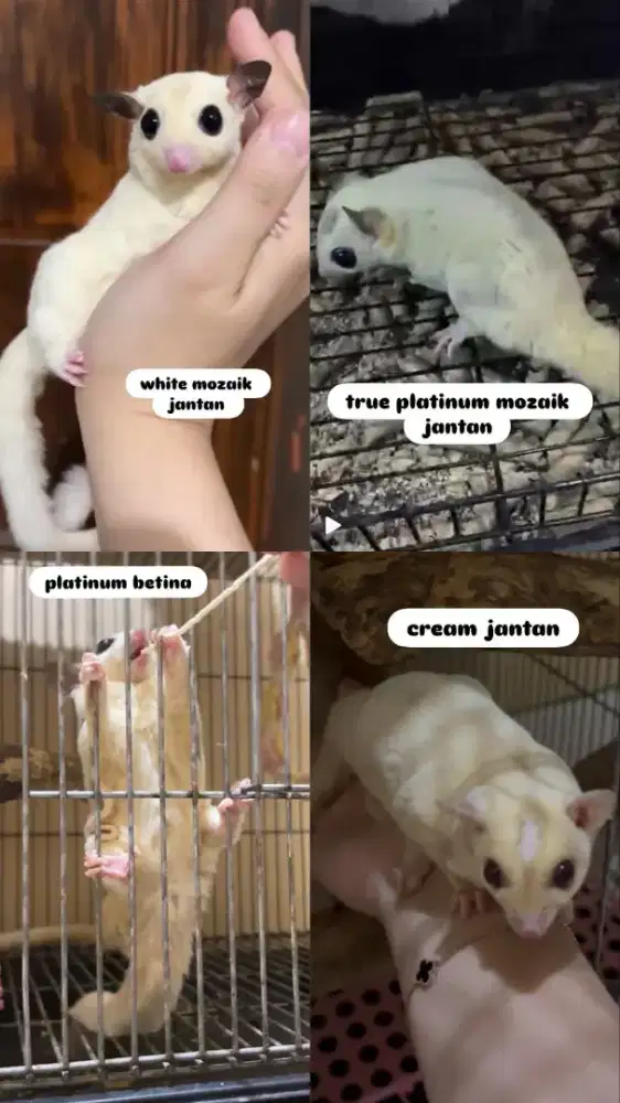 DIJUAL SUGAR GLIDER (BORONGAN LEBIH MURAH)