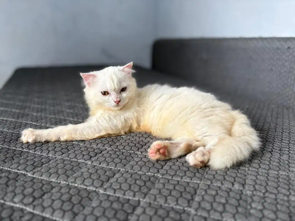 Open adopt Scottish Fold putih