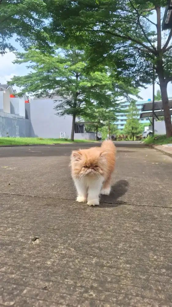 KITTEN PERSIA EXTREME PEAKNOSE LONGHAIR 2-3 BULAN JANTAN