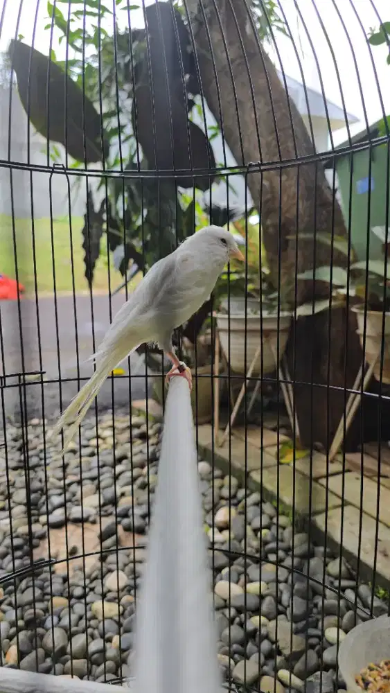 Kenari Rasmi betina siap produksi