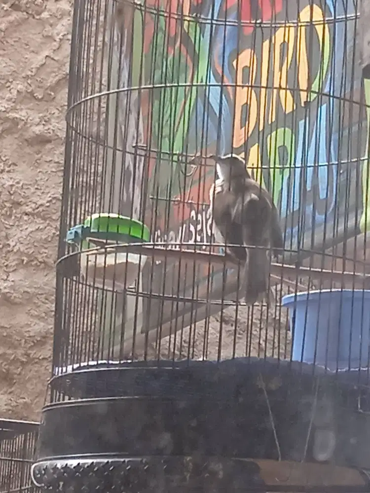 Trucukan Jatim Garuda Ropelan Suhu CR