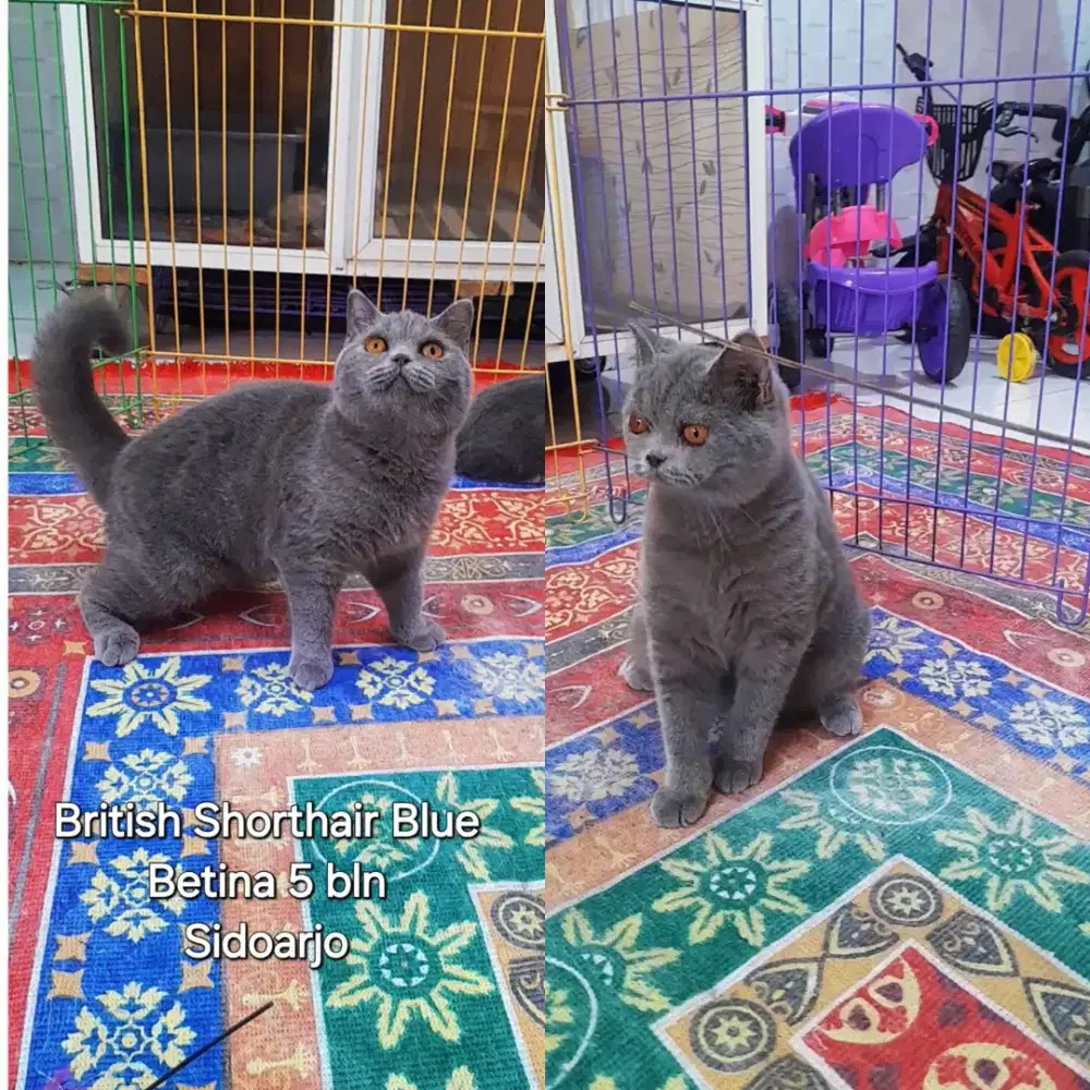 Kucing Kitten British shorthair (BSH) dan BSH Munchkin Borongan