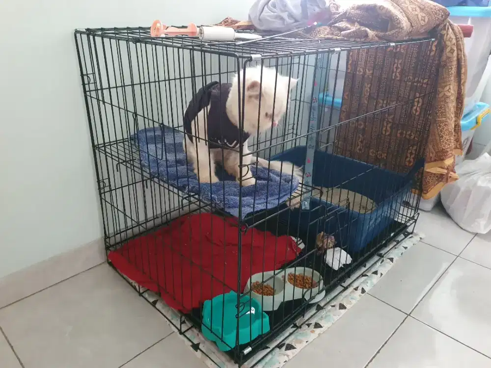 Dijual kandang kucing