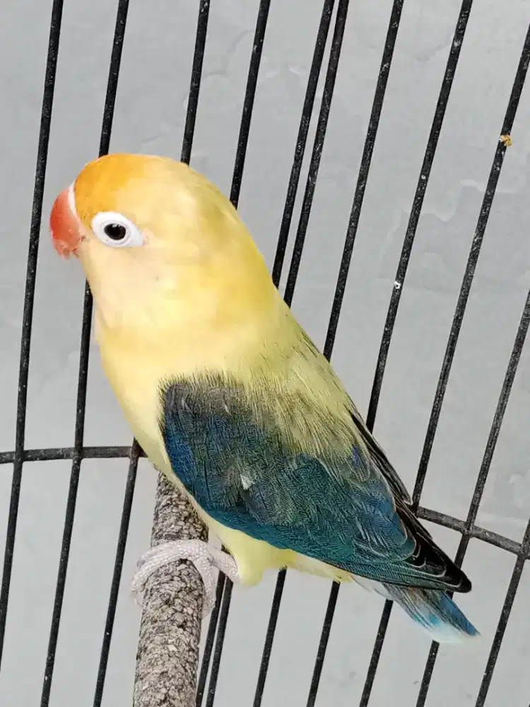 Lovebird biola PB euwing vio love bird burung