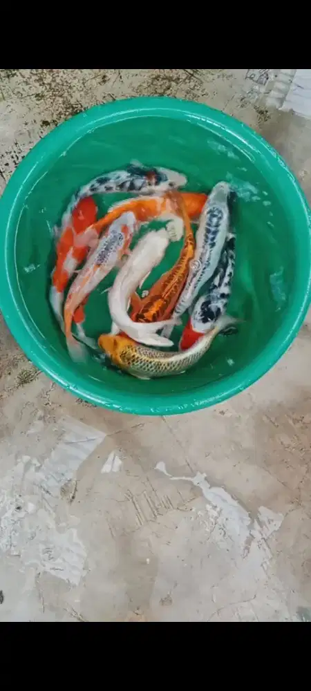 Koi mix 10 ekor