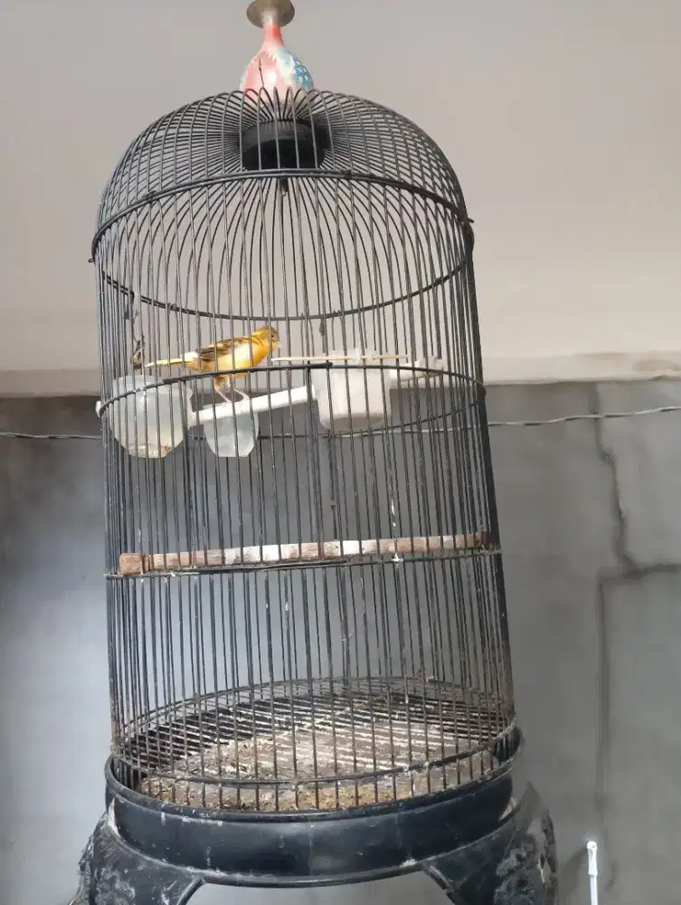 KENARI BETINA UMUR UDAH CUKUP