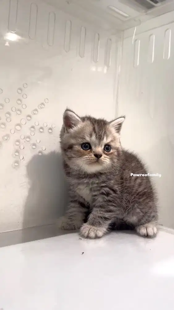 Scottish Straight Silver Anakan Pedigree