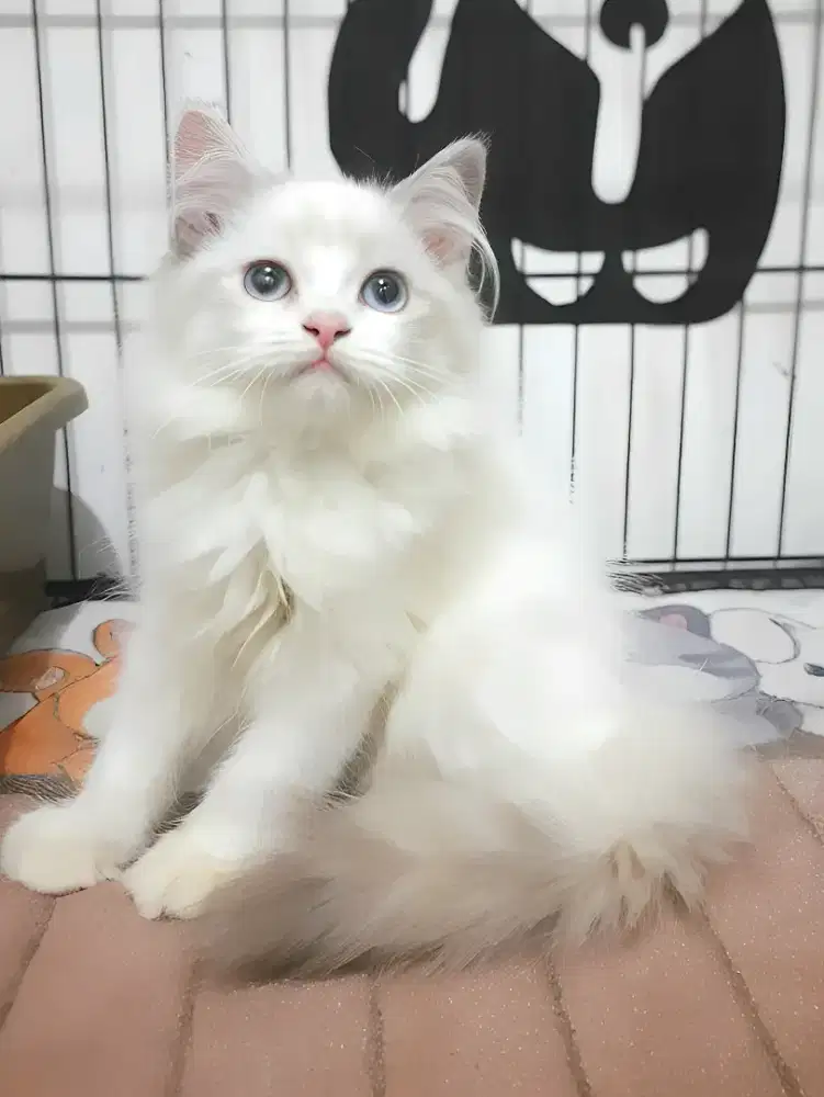 Kucing persia mix ragdol betina