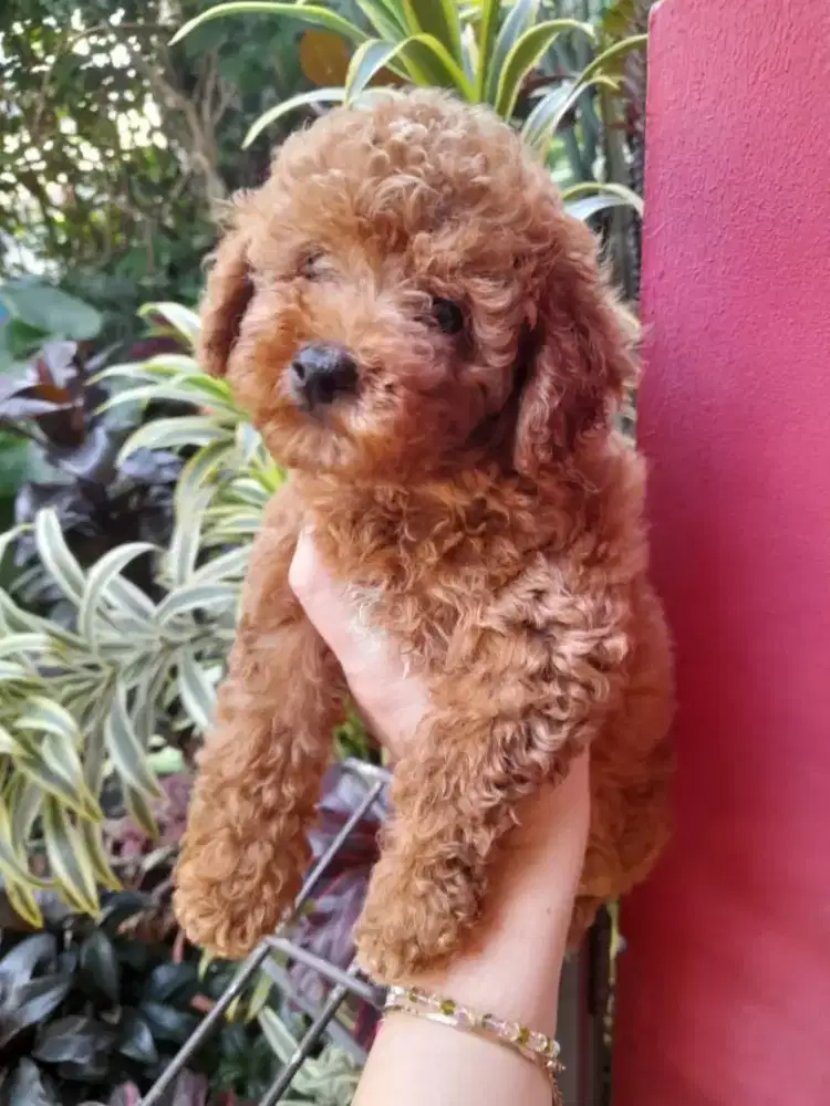 Poodle red jantan •TOKYO•