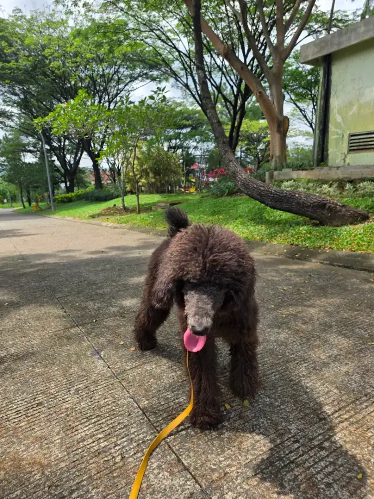 Giant poodle warna brown