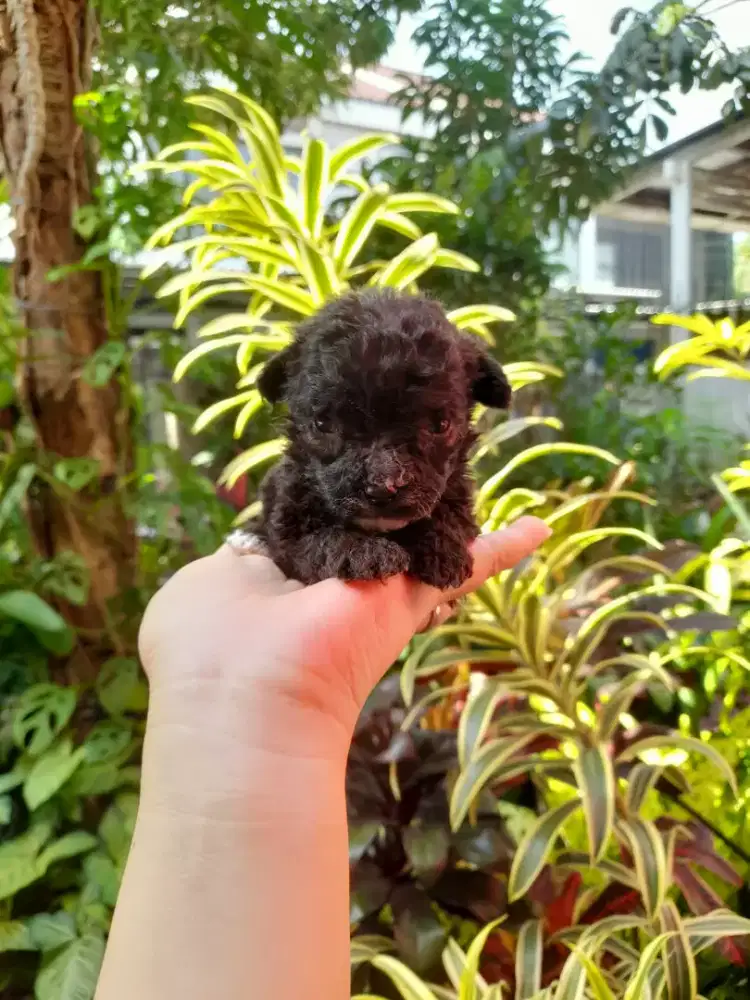 Open booking maltipo hitam betina