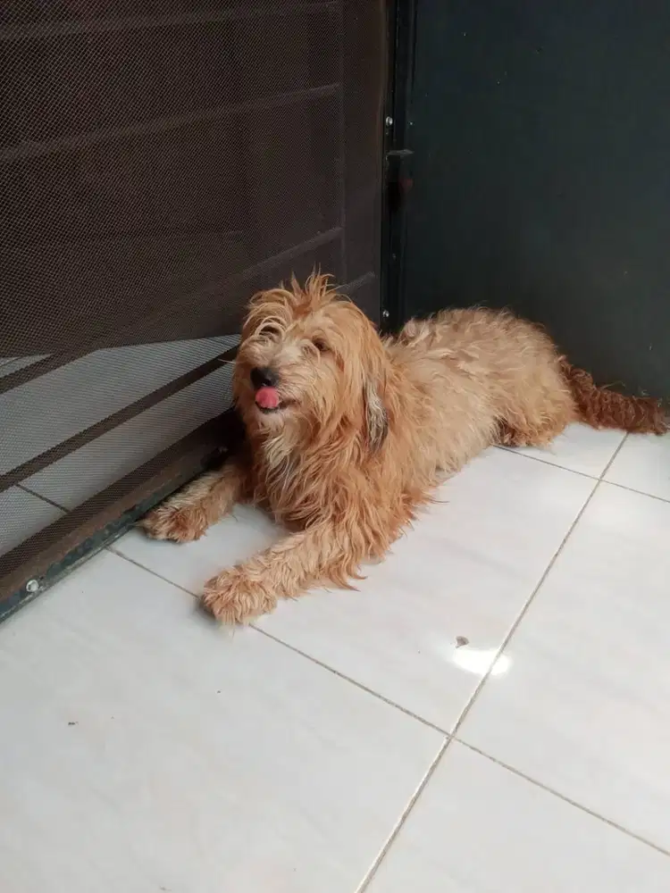 Dijual anjing jenis maltipo maltese poodle usia 3 tahun