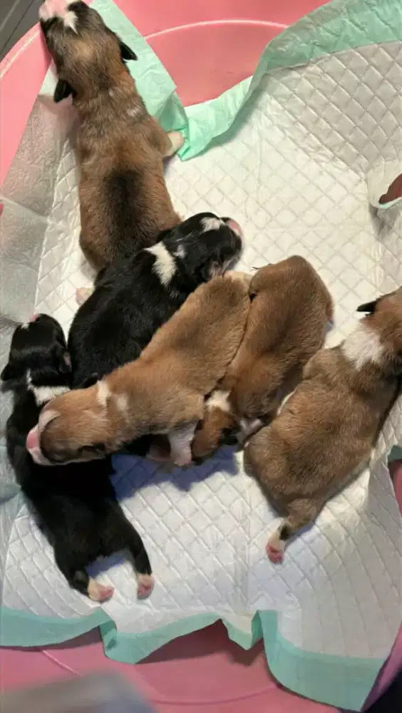 Open booking corgi 2 betina 4 jantan