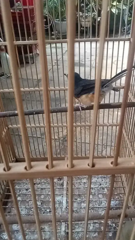 Mangga trtolan 2 bulan penambah kiloo aja