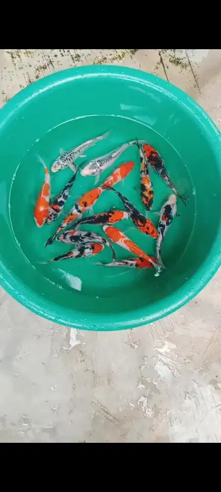 Koi mix 15 ekor