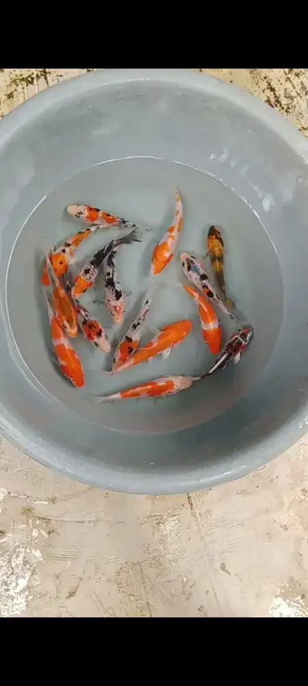 Koi mix 15 ekor