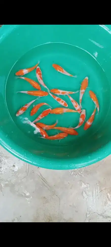 Koi kohaku 15 ekor
