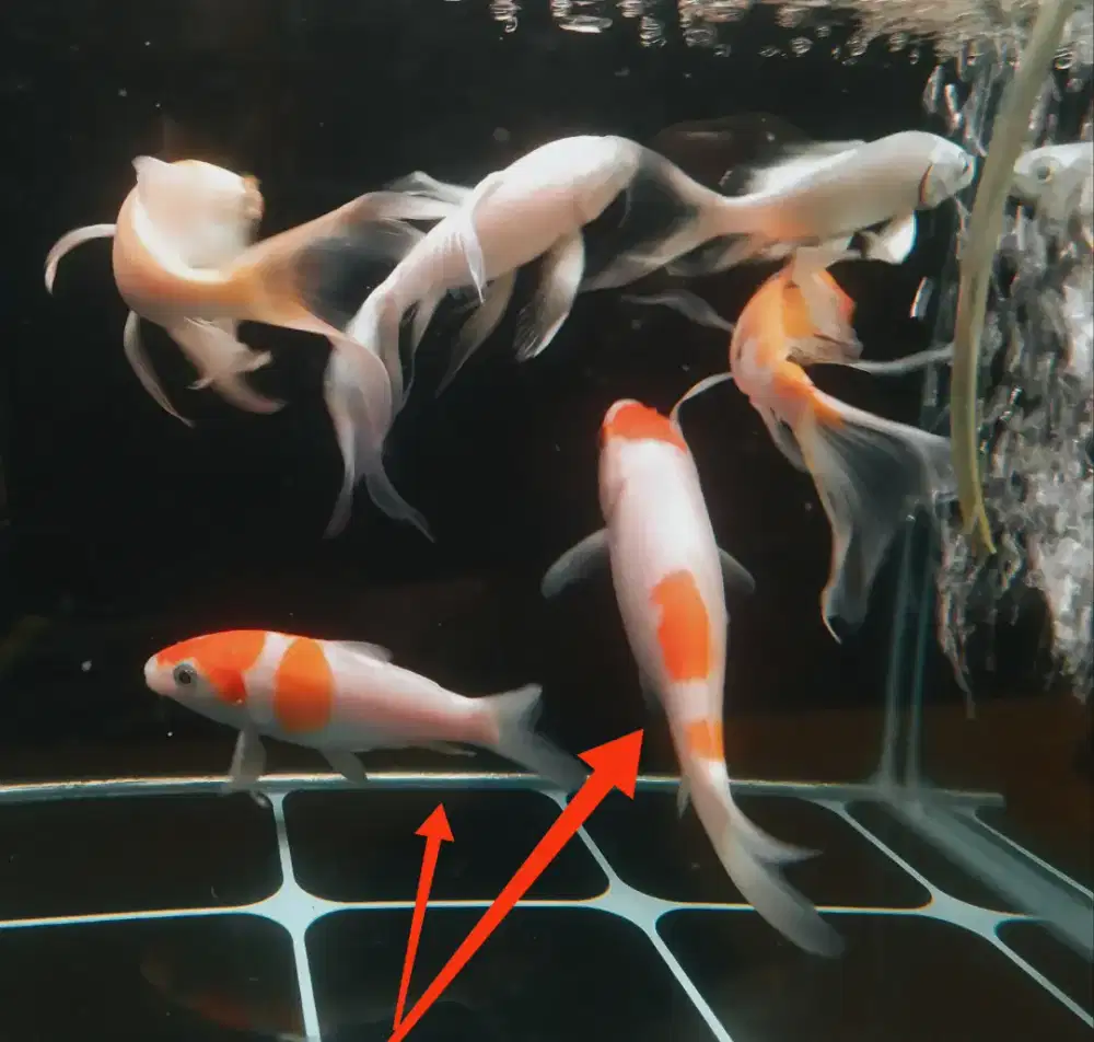 Jual ikan koi kohaku 15cm rawatan dr kecil murmer aja