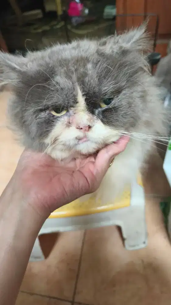 (FREE Adoption) Kucing Persia Jantan