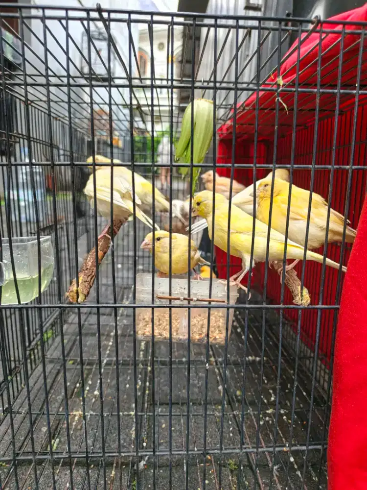 Kenari loper warna cerah