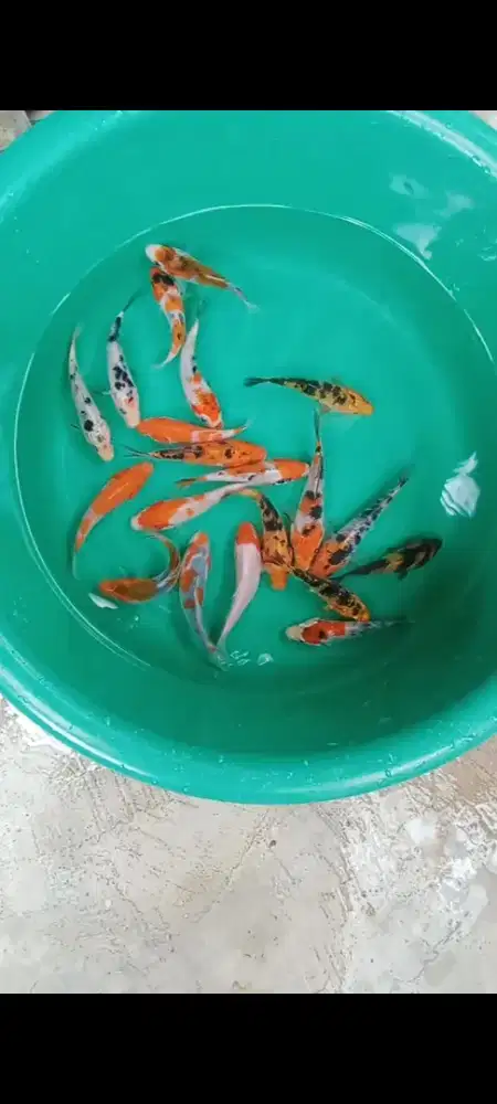 Koi mix 15 ekor