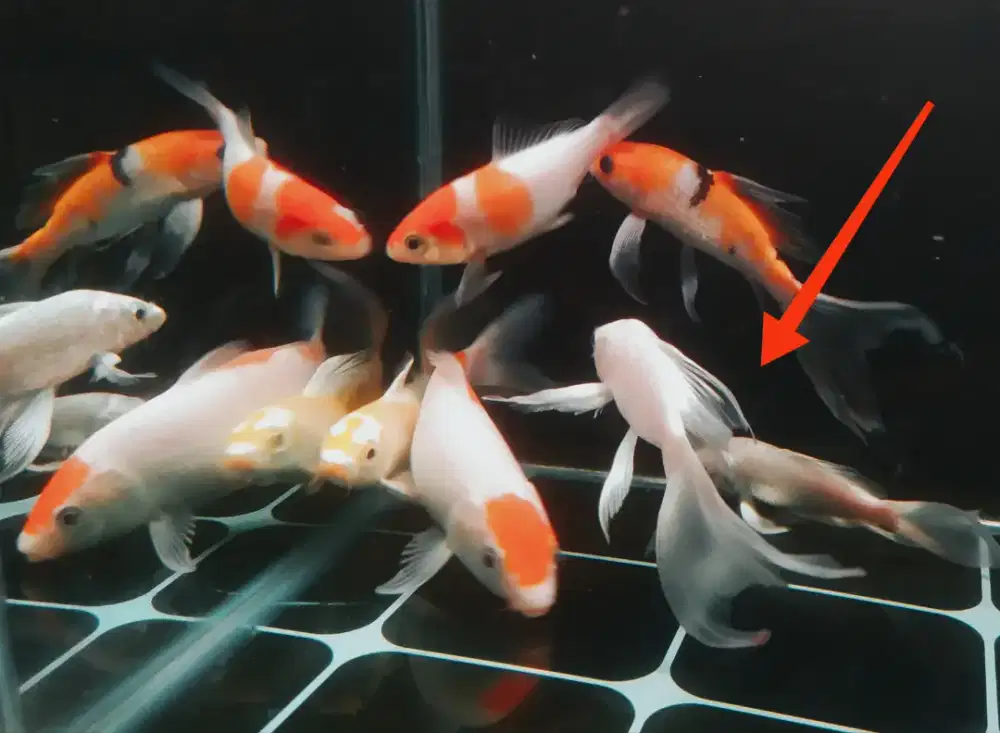 Jual ikan koi platinum slayer 15cm murmer aja