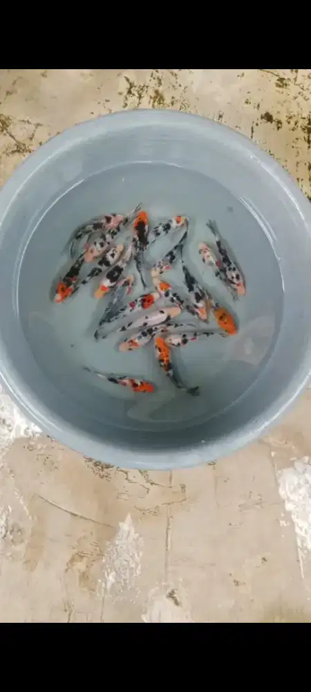Koi doitsu 20 ekor