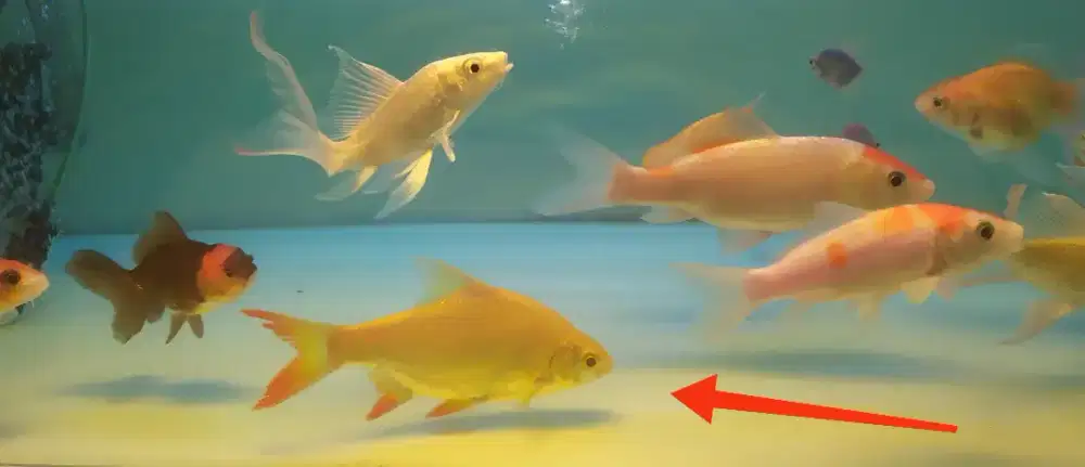 Jual ikan kaviat 15cm tankmate arwana, predator lainnya, murmer aja