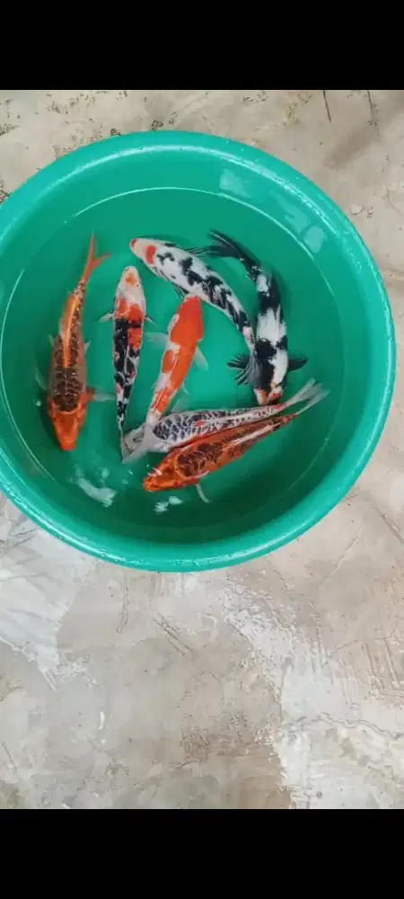Koi mix 7 ekor size 22-24 cm