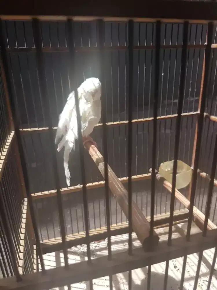 Yokser lokal lagu turun bulu