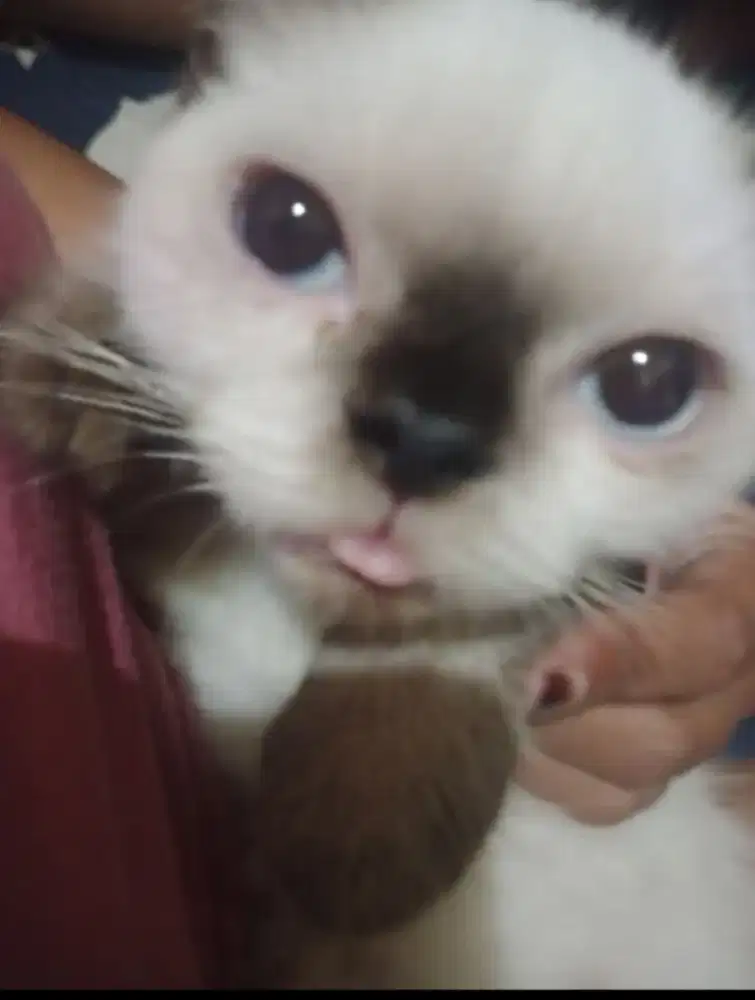 Exo shorthair himalaya jantan 3,5bulanan