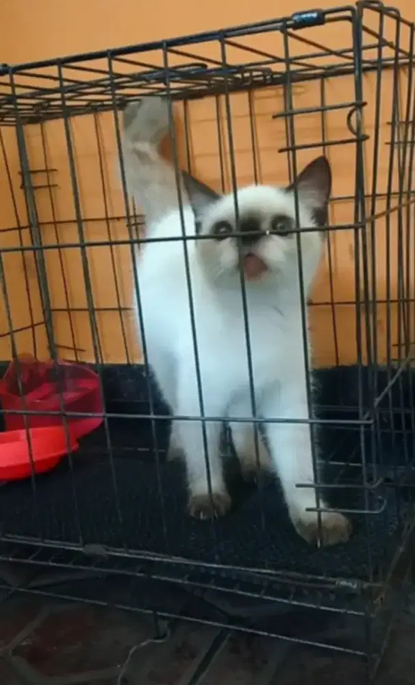 Exotic shorthair manis bulat jantan 3,5bulanan