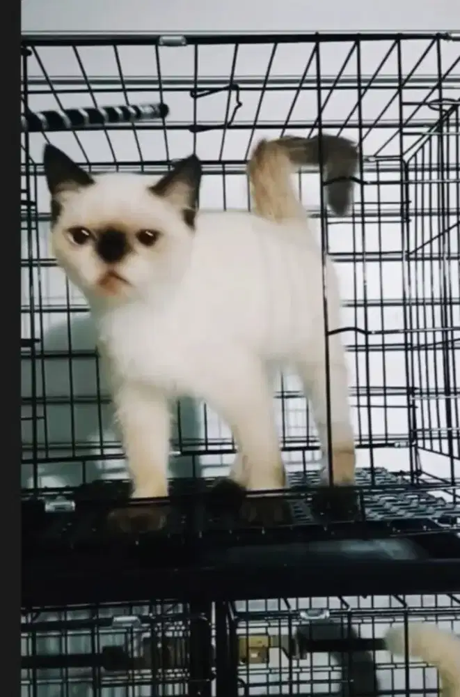 Exotic shorthair corak himalaya