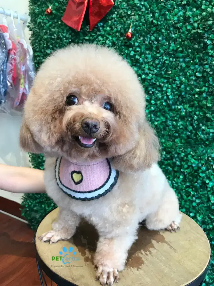 GROOMER / STAFF PET HOTEL