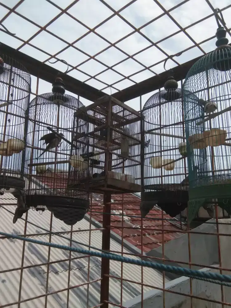 Perkutut alam pikatan