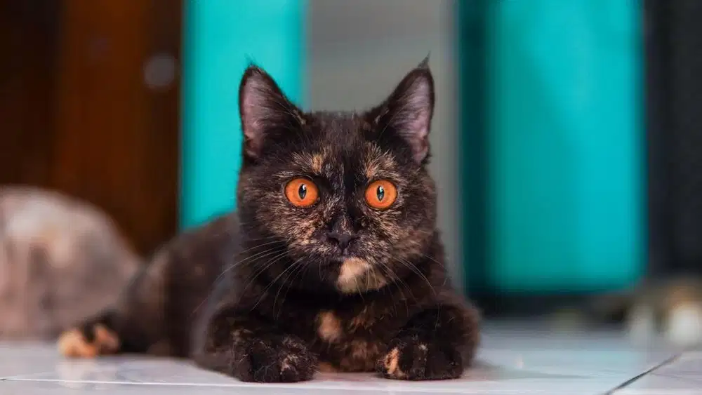 British Short Hair BSH betina