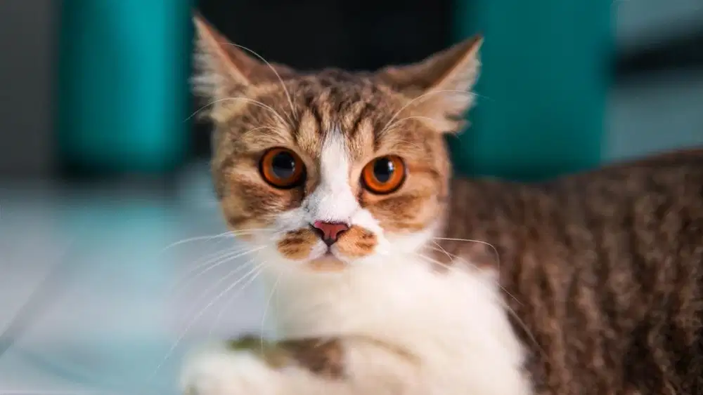 scottish straight tabby betina