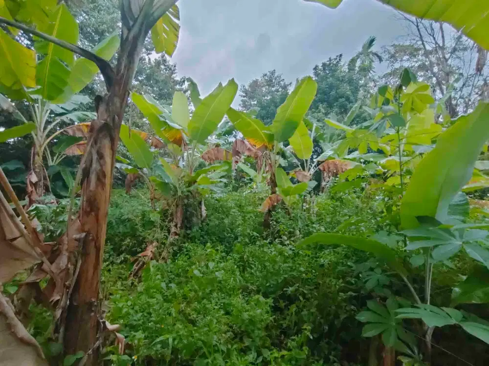 Tanah 800m² SHM Akses Mobil Di Cilangkap, Tapos Depok