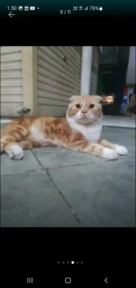 Kucinh scotish fold jantsn