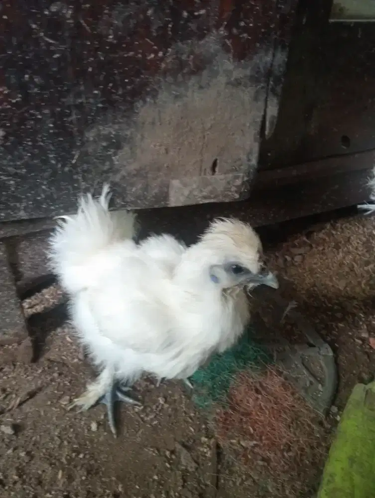 Ayam kapas wrn putih