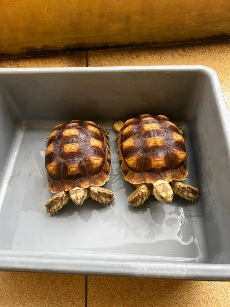 Kura2 Sulcata sepasang uk 15cm