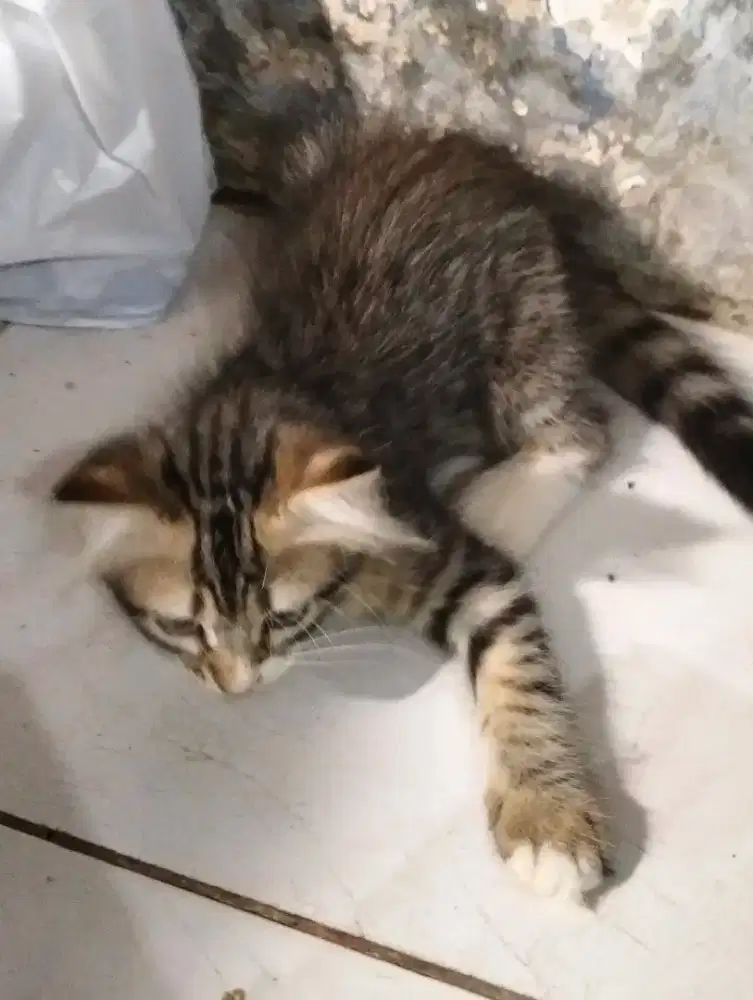 Anak kucing Persia medium