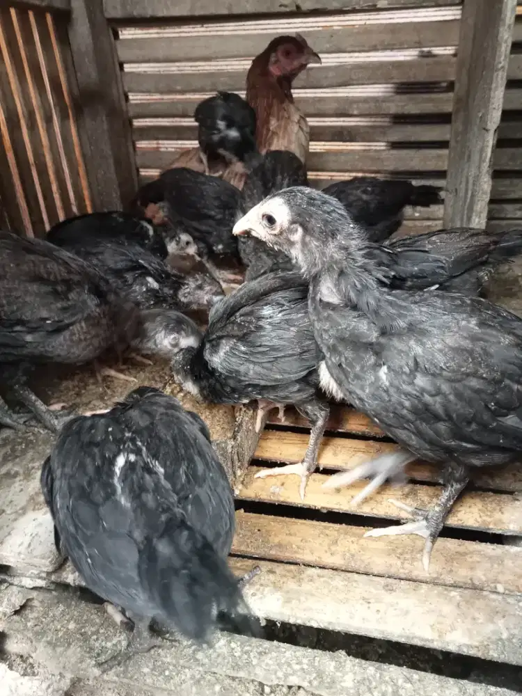 Ayam kampung bukan bangkok