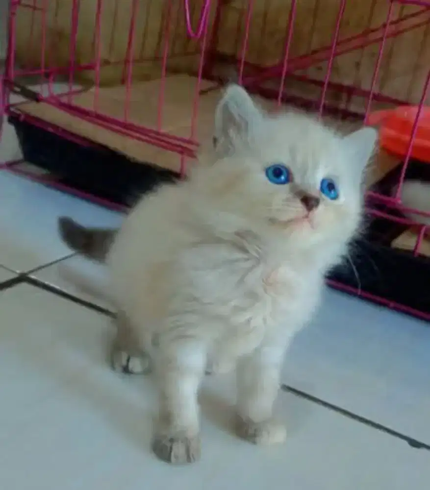 Jual Kucing Himalaya Jantan dan Betina siap kawin lokasi Jakarta