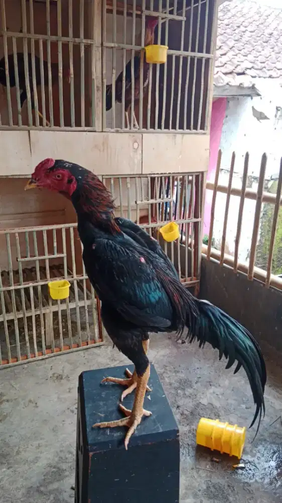 Jual ayam Bangkok