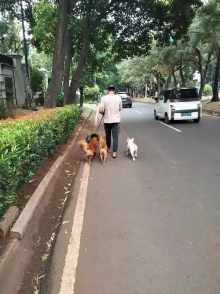 Jasa kennel boy dan dog walker