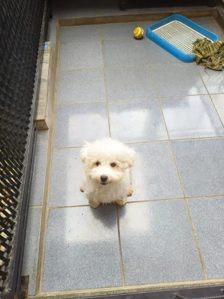 White Toy Poodle