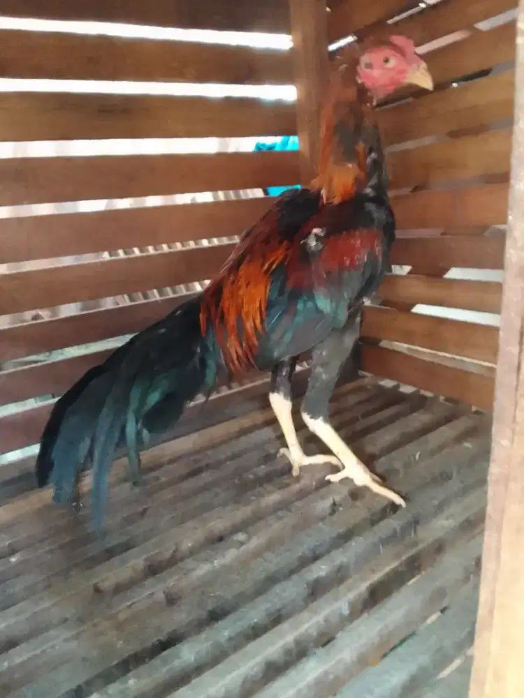 Ayam birkok puga